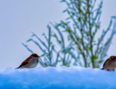 Oiseaux et neige.